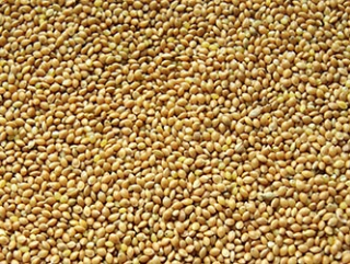 Proso žluté 25 kg