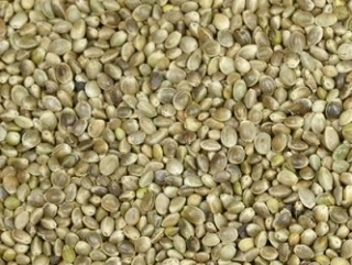 Semenec (konopí) střední 1 kg